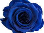Rose stabilisée bleu marine Marine