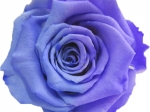 Rose stabilisée Bleu Violet Bleu Parme