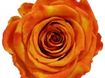 Rose stabilisées orange et jaune Sunset