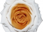 Rose stabilisée blanc orange Blanc  Orange