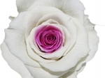 Rose stabilisée Blanc cœur rose