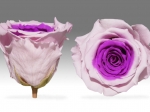 Rose stabilisée Rose et violet Rose Mauve
