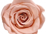 Rose stabilisée rose foncé Peach