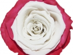 Rose stabilisée Rouge et blanc Anaïs Blanc