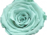 Rose stabilisée bleu vert Océane