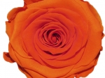Rose stabilisée orange Nina