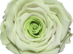 Rose stabilisée Vert et vert