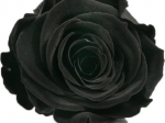 Rose stabilisée noir Noire