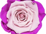 Rose stabilisée Violet et Rose Mauve Rose