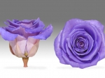 Rose stabilisée bicolore blanc et violet