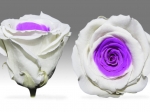 Rose stabilisée Blanc et Violet