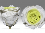 Rose stabilisée Blanc et Jaune Blanc Coquille