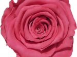 Rose stabilisée rose Anaïs