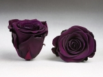 Rose stabilisée violet foncé Violine