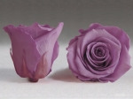 Rose stabilisée violet pâle Lilas