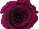 Rose stabilisée violet Prune