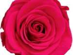 Rose stabilisée rose rouge Grenadine