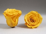 Rose stabilisée jaune sunny