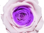 Rose stabilisée Rose et violet