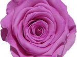 Rose stabilisée bicolore rose et blanc Pauline