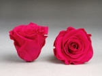 Rose stabilisée rose rouge Grenadine