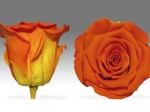 Rose stabilisées orange et jaune Sunset