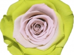 Rose stabilisée Jaune Vert et beige Jaune Rose
