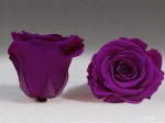 Rose stabilisée Violet Purple