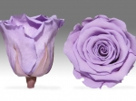 Rose stabilisée violet clair Lavande