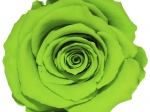 Rose stabilisée vert Prairie