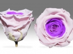 Rose stabilisée Rose et violet