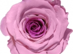 Rose stabilisée Rose et Rose  Rose Coeur Parme