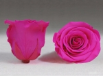 Rose stabilisée rose fushia Rose Fluo