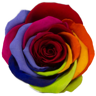 Rose stabilisée multi couleur Rainbow