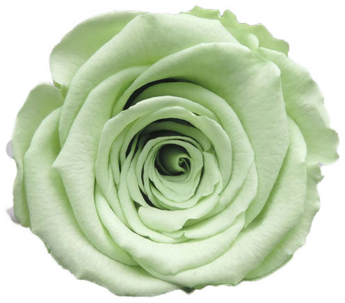 Rose stabilisée vert clair Pistache