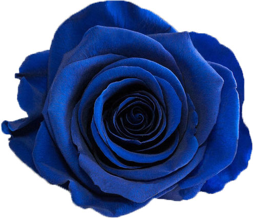 Rose stabilisée bleu marine Marine