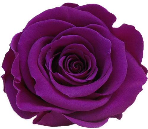 Rose stabilisée Violet Purple