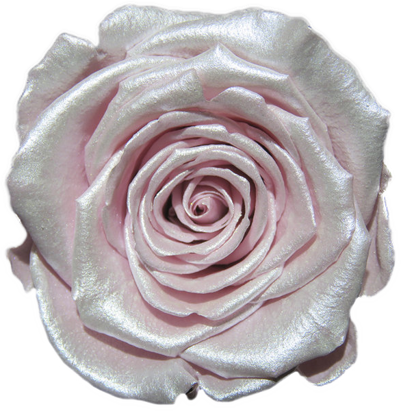 Rose stabilisée Blanc et rose Strawberry
