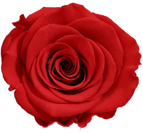 Rose stabilisée rouge valentine