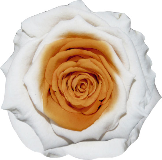 Rose stabilisée blanc orange Blanc  Orange