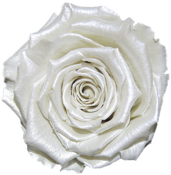 Rose stabilisée Blanc White