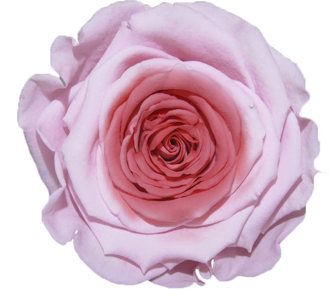 Rose stabilisée Rose rose Poudrée Anaïs