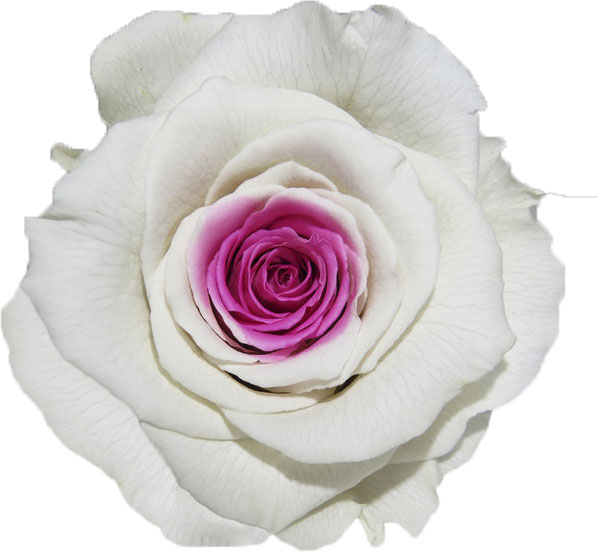 Rose stabilisée Blanc cœur rose