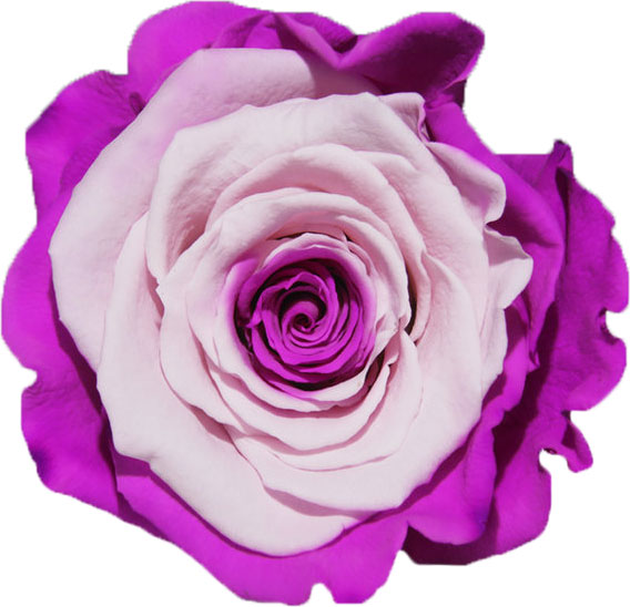 Rose stabilisée Violet et rose Eglantine