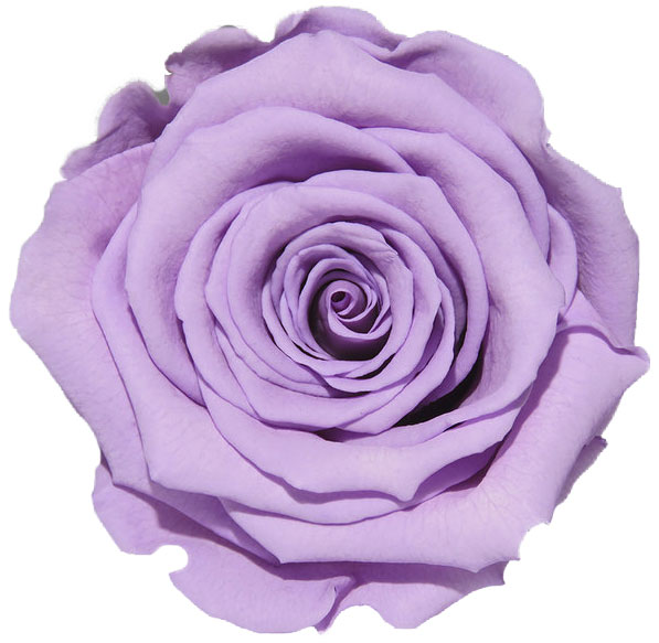 Rose stabilisée violet clair Lavande