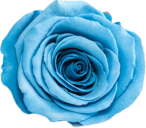 Rose stabilisée bleu clair Céleste