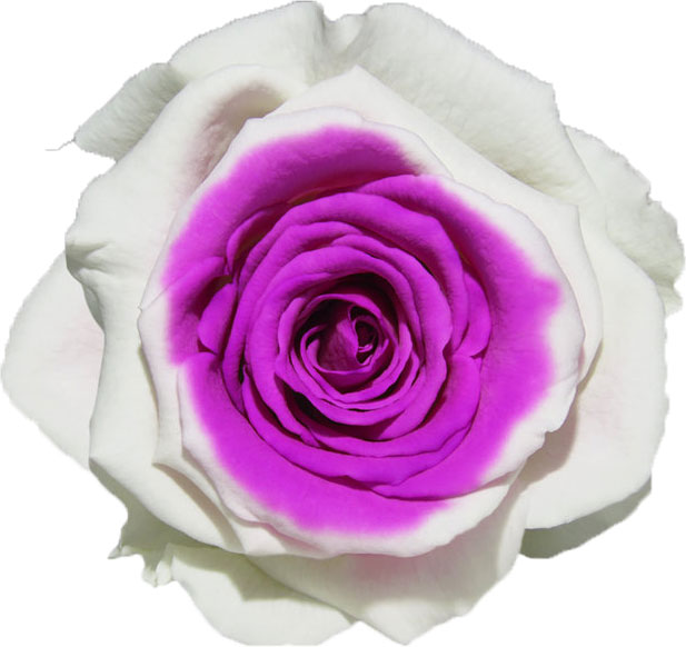 Rose stabilisée Blanc et violet Blanc Mauve