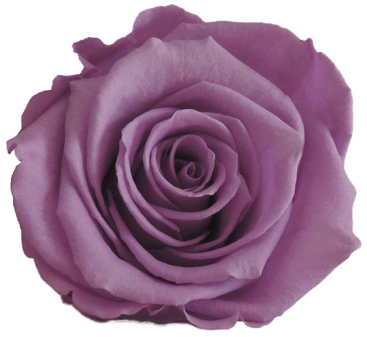 Rose stabilisée violet pâle Lilas