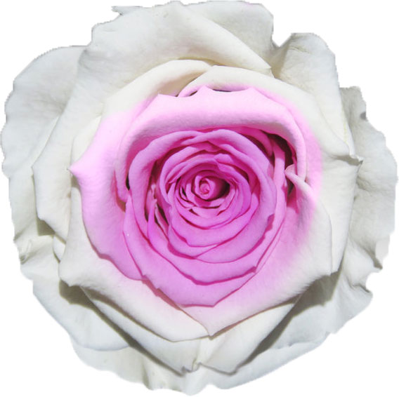 Rose stabilisée Blanche Rose blanc rose