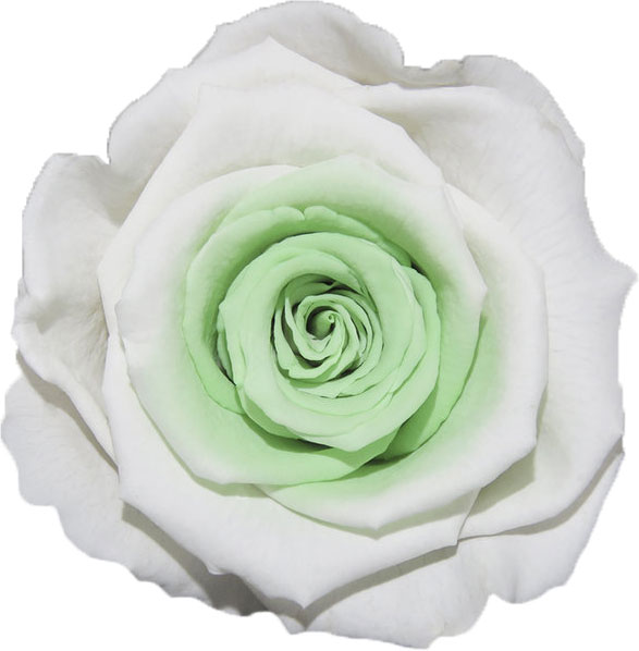 Rose stabilisée Blanc et vert Blanc Pistache